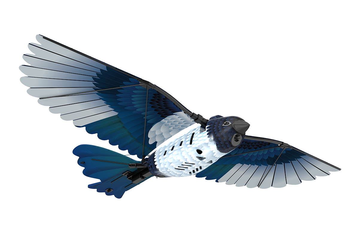 GoGoBird喜鵲